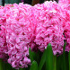 Гиацинт "Pink Pearl" 1 шт