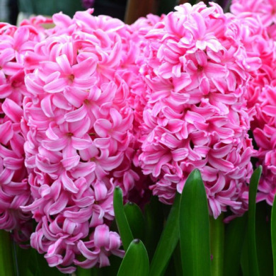Гиацинт "Pink Pearl" 1 шт