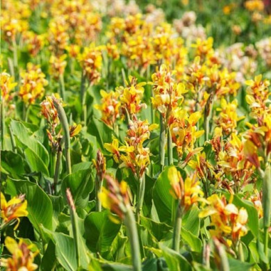 Канна "Фиеста" Fiesta