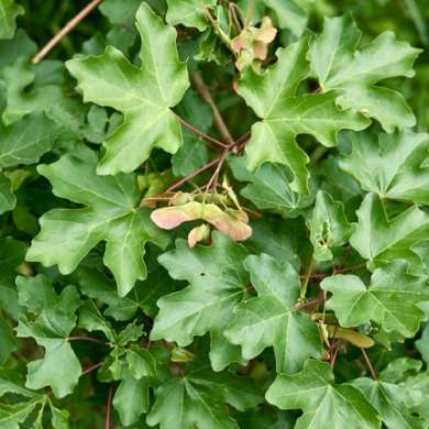 Клен полевой (контейнер Р9)