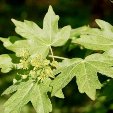 Клен полевой (контейнер Р9)