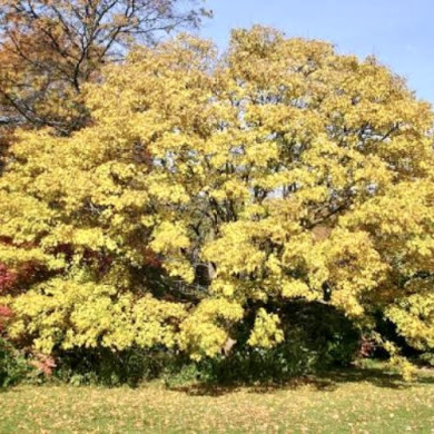 Клен полевой (контейнер Р9)