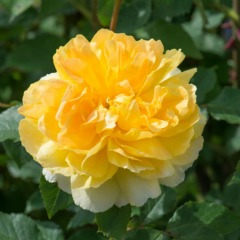 Роза английская "Мулинекс" Molineux
