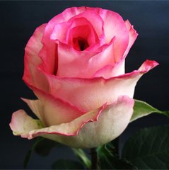 Троянда чайно-гібридна "Белла Віта" Bella Vita