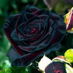 Роза чайно-гибридная "Блэк Баккара" Black Baccara