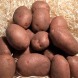 Семенной картофель ранний "Вымир" (Элита, сорт столового назначения) 1кг