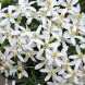 Шуазія трійчаста "Вайт Дезлер" White Dazzler (закритий корінь С3)