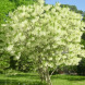Софора японская, Sophora japonica (контейнер Р9)