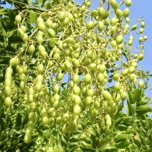 Hanasora S　20個 Софора японська, Sophora japonica (контейнер Р9): купити поштою у