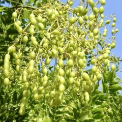 Софора японская, Sophora japonica (контейнер Р9)
