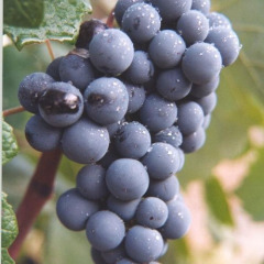 Виноград винный "Бастардо"