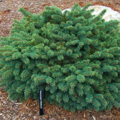 Ель колючая "Вальдбрун" Waldbrunn (контейнер С5)