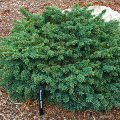 Ель колючая "Вальдбрун" Waldbrunn (контейнер С5)