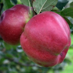Яблуня карликова «Джумбо Помм»