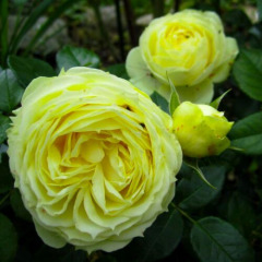 Роза флорибунда "Лемон Рококо" Lemon Rokoko