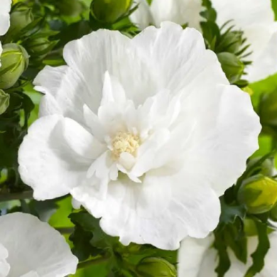 Гибискус сирийский "Флауэр Тауэр Уайт" Flower Tower White (закрытый корень С3)