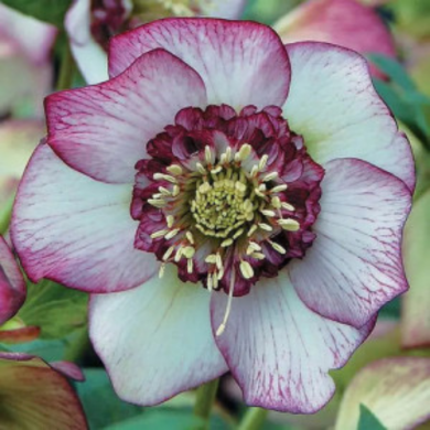 Морозник "Anemone Picotee Red" (закрытый корень)
