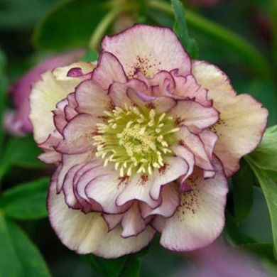 Морозник "Double ellen picotee" (закрытый корень) 