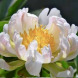 Пион травянистый "Грин Лотус" Green Lotus