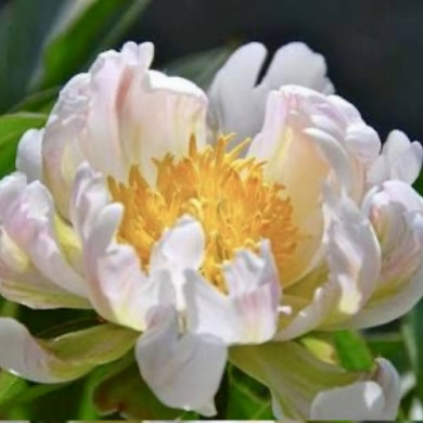 Пион травянистый "Грин Лотус" Green Lotus