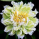 Пион травянистый "Грин Лотус" Green Lotus