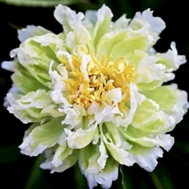 Пион травянистый "Грин Лотус" Green Lotus