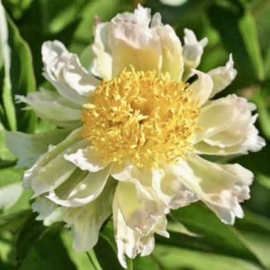 Пион травянистый "Грин Лотус" Green Lotus