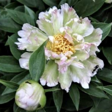 Пион травянистый "Грин Лотус" Green Lotus