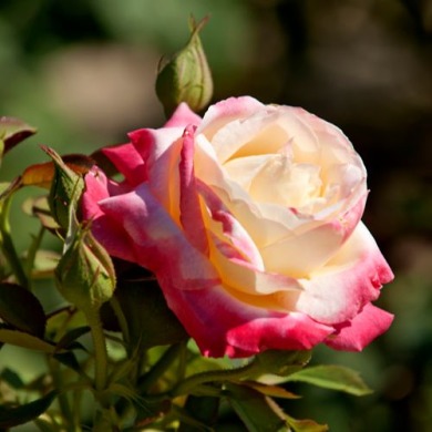 Роза чайно-гибридная "Френч Парфюм" French Perfume