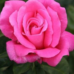 Роза чайно-гибридная " Парфюм Делайт"  Perfume Delight
