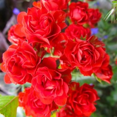 Троянда грунтопокривна "Скарлет мейандекор" Scarlet Meillandecor 