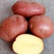Насіннєва середньорання картопля "Еволюшн"  (еліта, для смаження, супів) 1кг