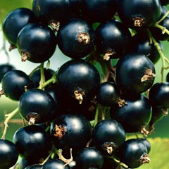 Смородина черная "Черный десерт" (закрытый корень Р9)