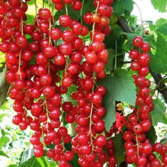 Смородина красная "143-23-21"