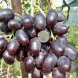 Виноград столовый "Озорник"