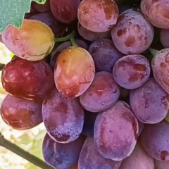 Виноград столовый "Озорник"