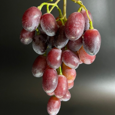 Виноград столовый "Озорник" Виноград столовый "Озорник"