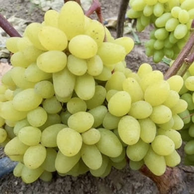 Виноград столовый "Услада"