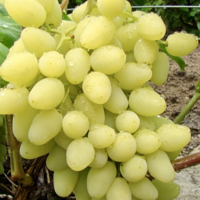 Виноград столовый "Услада"