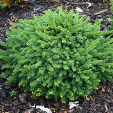 Ель обыкновенная "Пумела Глаука" Pumila Glauca (контейнер С3) Ель обыкновенная "Пумела Глаука" Pumila Glauca (контейнер С3)