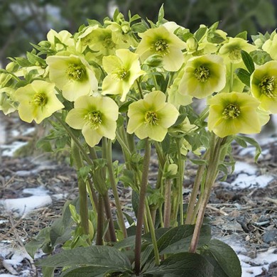 Морозник "PrinceT Yellow" (закрытый корень)