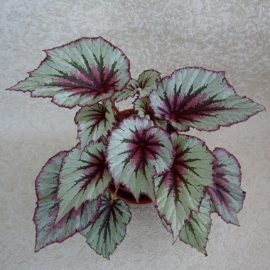 Бегония "Evening Glow" (закрытый корень)