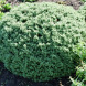 Хебе "Topiaria" (закритий корінь Р9)