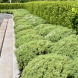 Хебе "Topiaria" (закритий корінь Р9)