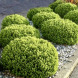 Хебе "Topiaria" (закритий корінь Р9)