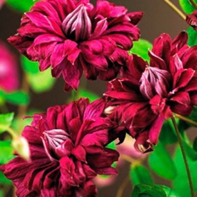 Клематис Марчинского "Purpurea plena elegans" (2 года)