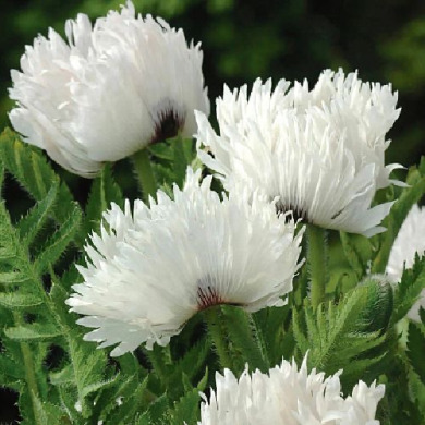 Мак багаторічний "Уайт Раффлз" White Ruffles