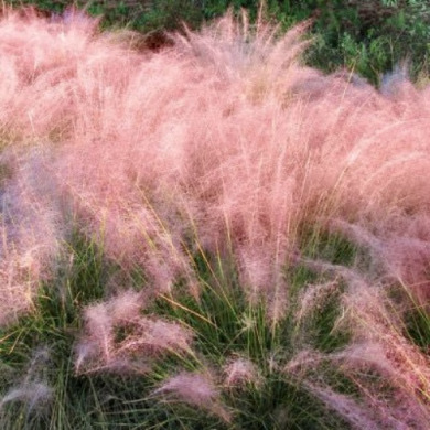 Мюленбергия волосовидная "Роузи" (закрытый корень С2)