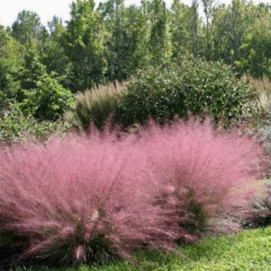 Мюленбергия волосовидная "Роузи" (закрытый корень С2)