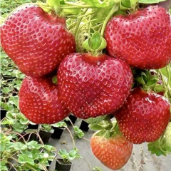 Полуниця "Флоріда Б